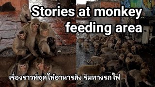 ต่างมุม! ช่วงเวลาประทับใจ ที่จุดให้อาหารลิง ที่หลายคนอาจไม่เคยรู้ Stories at monkey feeding area.