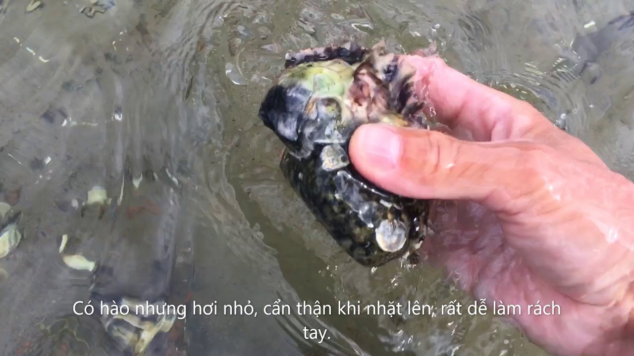 Bat Hao Oc summer 2020 / North Atlantic coast summer activities.