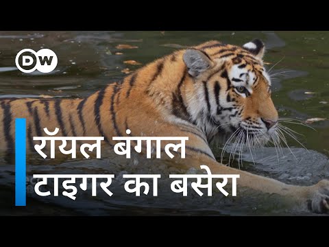 वीडियो: बंगाल सफेद बाघ, अद्भुत और सुंदर
