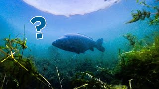 Return To The Mystery Lake... (are there any more fish?) by Fish With Carl 192,491 views 8 months ago 24 minutes