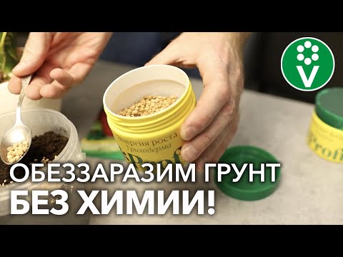 Всего одна чайная ложка и никакой чёрной ножки! Вы забудете о проблемах рассады