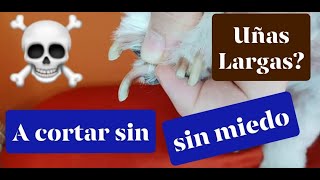 Como CORTAR UÑAS de PERRO en CASA [FÁCIL y SIN MIEDO]