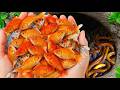 Catch Beautiful Betta Fish in Garden Water Hole, Baby Frogs, Blue Shrimp, Tiny Eels