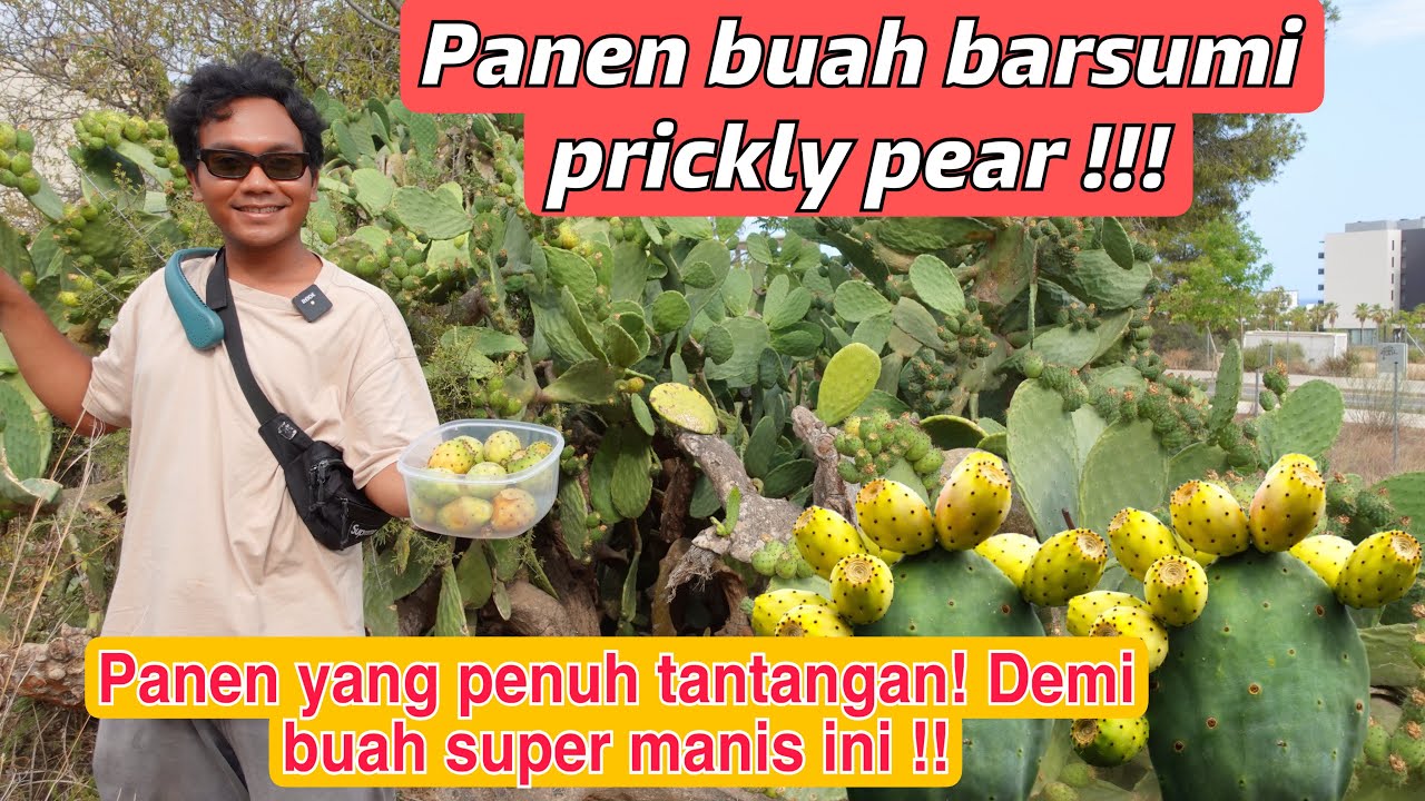 PANEN BUAH BARSUMI PRICKLY PEAR PERDANA!! PANEN YANG PENUH TANTANGAN DEMI BUAH MANIS INI !!