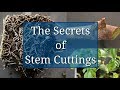 The Secrets of Stem Cuttings Propagation
