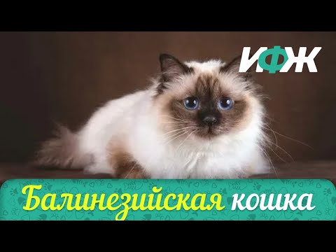 🔥БАЛИНЕЗИЙСКАЯ КОШКА🔥 САМЫЕ УМНЫЕ КОШКИ🔥 ИНТЕРЕСНЫЕ ФАКТЫ О ЖИВОТНЫХ🔥 ЭТО НАДО УВИДЕТЬ🔥ПОДПИШИТЕСЬ🔥