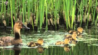 A female Canvasback swimming with ducklings