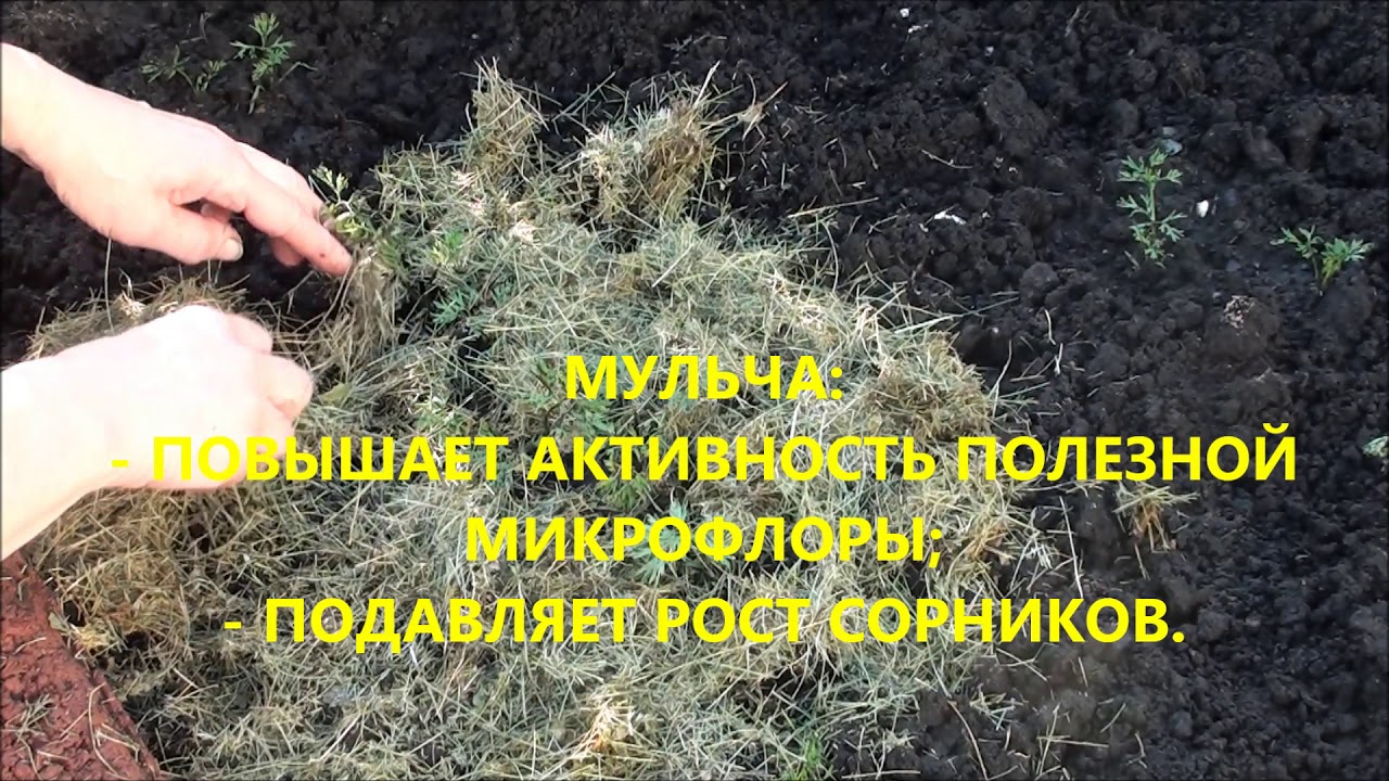 Мульчировать ли почву вокруг растений? - YouTube