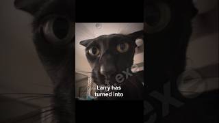 Bad news 💀💀😈 #viral #cat #catmemes #memes #catshrts #evillarry #evillarrylore