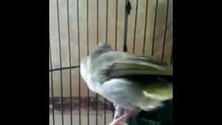 Yuhina Perut Putih - Ozzy Zan ( Kenjeran Surabaya ) masteran terbaru burung langka