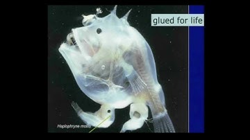 Alessandro Minelli - Individuals, hierarchies, and the levels of selection.