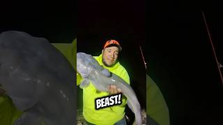 Huge Channel Cat on CHICKEN LIVER fishing shorts catfishing fishinglife fishingtips catfish