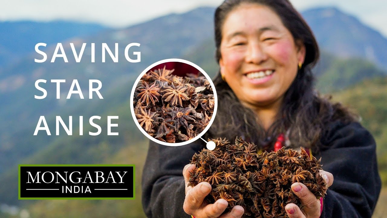 Endangered star anise struggles to shine | Arunachal Pradesh