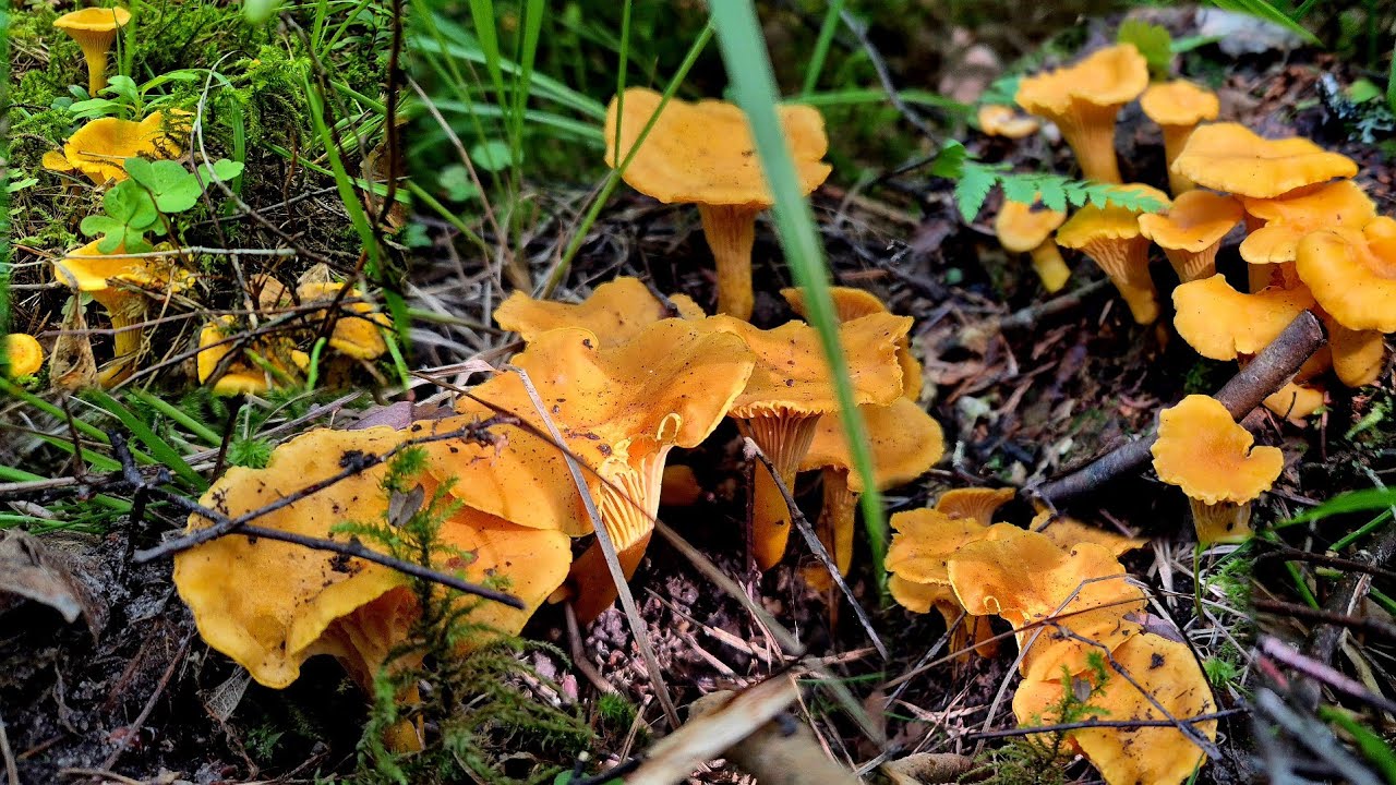 เหนื่อยจากงานขนาดไหนขอแค่ได้เข้าป่าเจอเห็ดเยอะแบบนี้ก็ชื่นใจแล้ว #เห็ดมันปู 