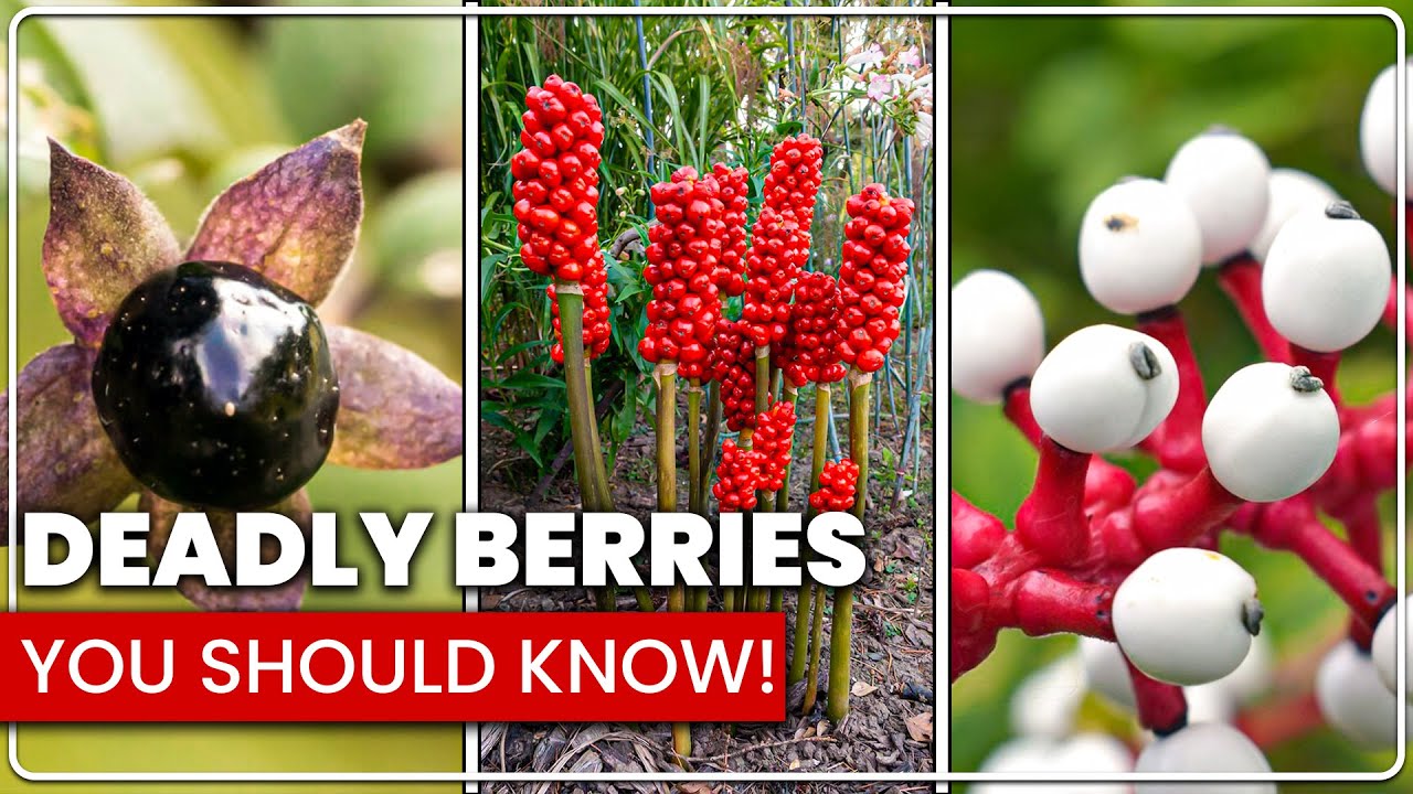 25 POISONOUS Berries You Should Be Able To Identify! - YouTube