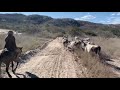 TRANSFERENCIA DO GADO DA FAZENDA CARNAÚBA PARA O OUTRO LADO DA SERRA.