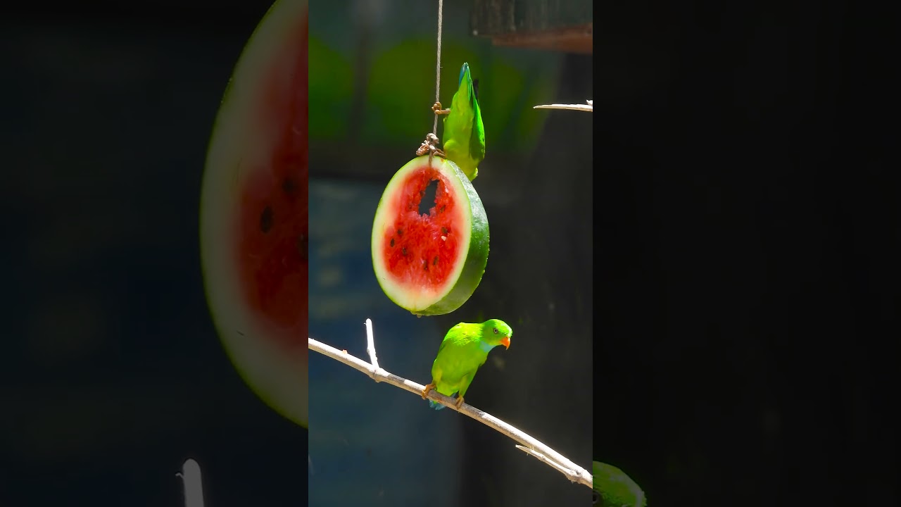 Best Perches and Playgrounds for Hanging Parrots 