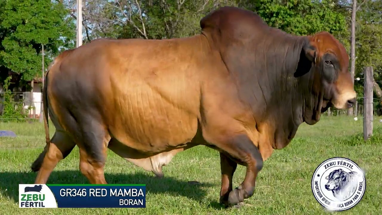 BORAN GR346 RED MAMBA   ZEBU FERTIL