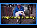 Как поросята на холоде в Сибири зимуют в  хозяйстве Бажениты