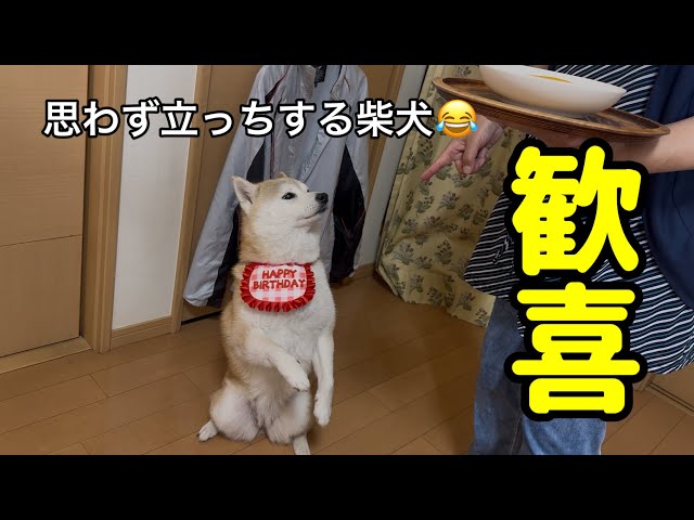 Amazing!!] This 10-year-old Shiba Inu's appetite is incredible