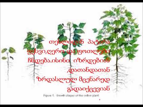 ბუნება თესლის ამოსვლა