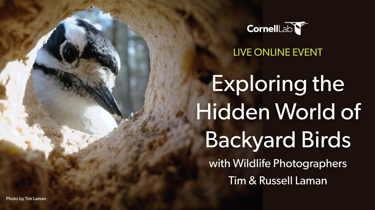 Exploring the Hidden World of Backyard Birds with Wildlife Photographers Tim & Russell Laman