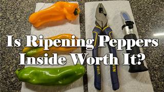Ripening Peppers Off The Vine