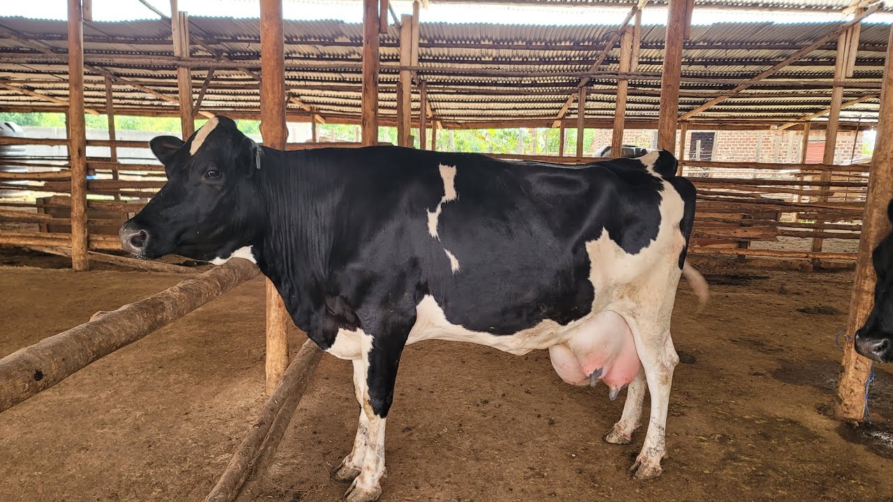 Focus starts on New years day