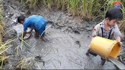 Bắt cá lóc, cá rô mắc cạn trên cánh đồng lúa chín - tập 2 | catch fish in shallow water - part 2