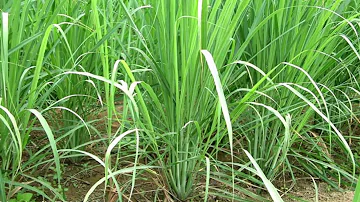 Co se stane, když se komáři dostanou do vaší ložnice?