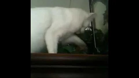 Watch the video about Turkish Angora Cat plays catch