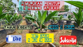 Aplikasi pupuk penutup Mag S||bibit umur 5 bln 10 hari