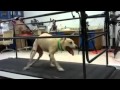 One of A Kind Treatment Could Help Paralyzed Dogs Walk Again