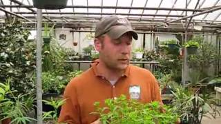 Plants And Insect Control Bensell Greenhouse
