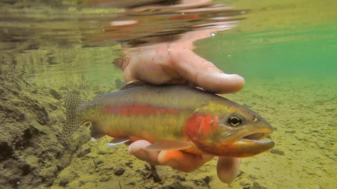 We Caught The Rarest Fish In North America YouTube we-caught-the-rarest-fish-in-north-america-youtube