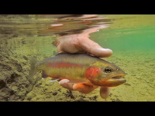 Rafa Beast Wake Crappie - Appât OG Rare - Expédié Des États-Unis