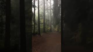 Mundy park, walking in forest. 2017102503