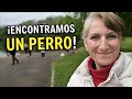 Un perro perdido sin chip y con cachorros 🐶Seres mitológicos de Cantabria 🧚 Animales en Cabárceno 🦚