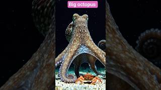 big fish catching video Short video #lover #fishing #shorts #youtubeshorts