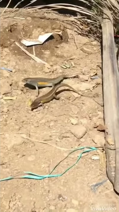 Ngintip ABG lagi mesum di semak-semak
