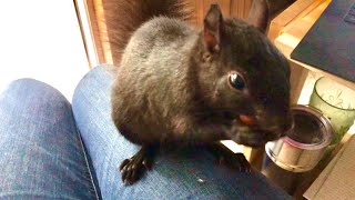 Two Lap Squirrels