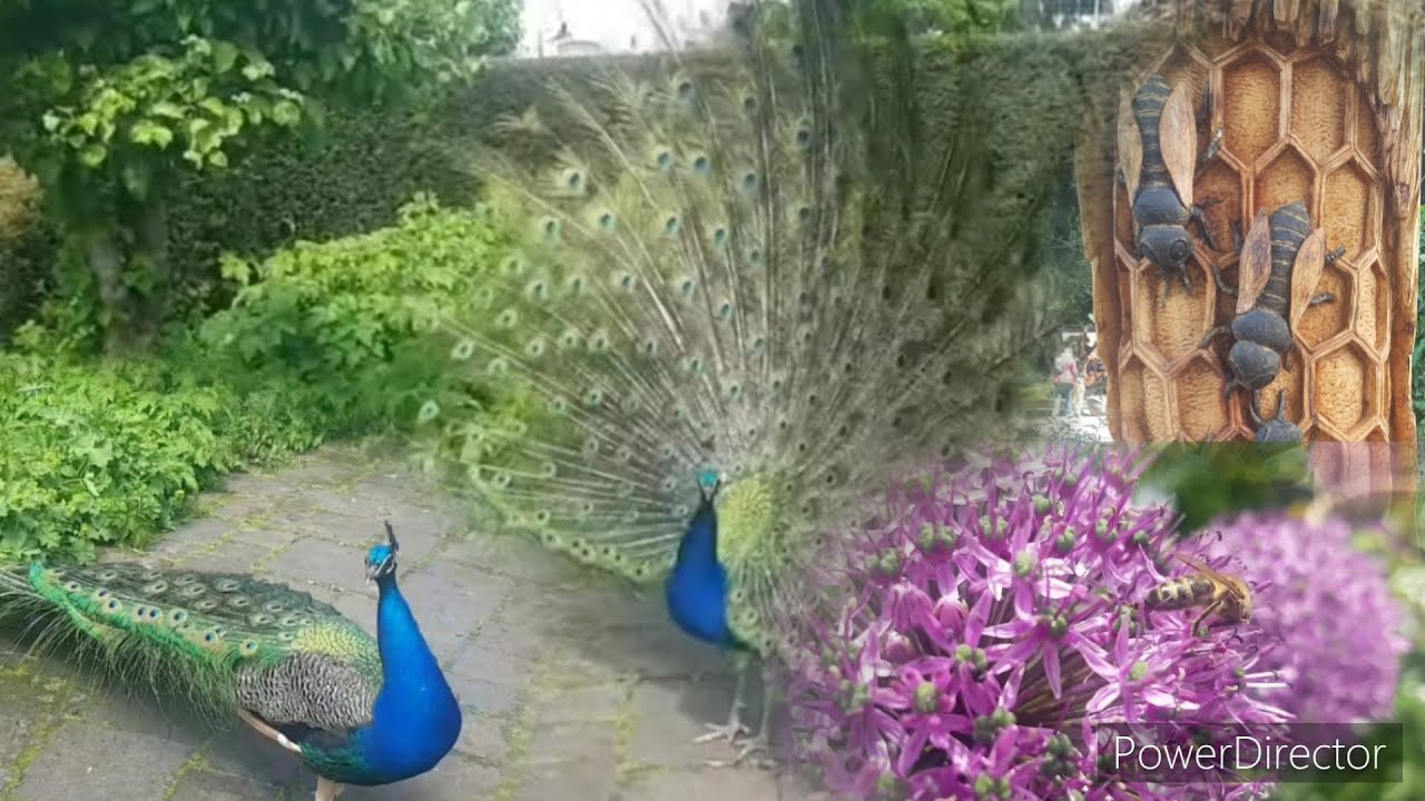 Observation d'une ruche et de beaux paons