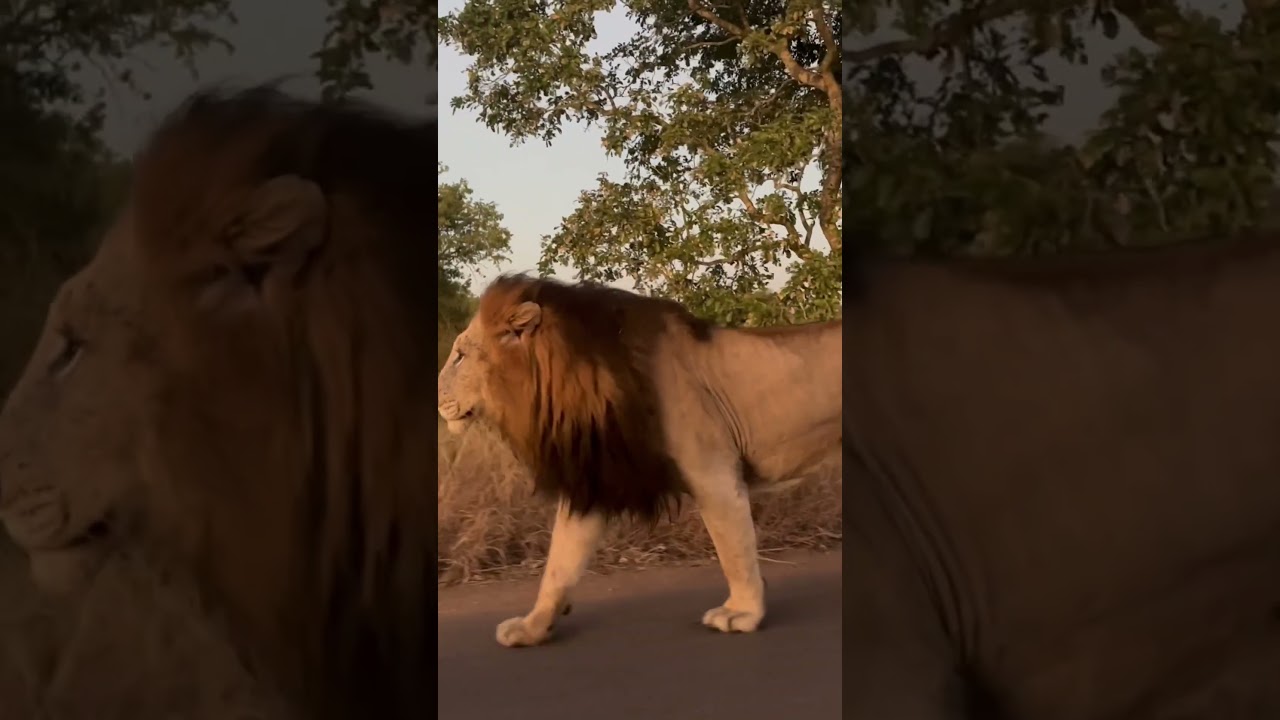 Instagram: Ngala Ways Safaris.    The mighty Gomondwane Males of Kruger National Park