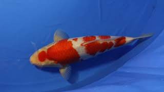 20210324 Jumbo Tosai Kohaku 4 star 40 cm Female Dainichi DSKohaku