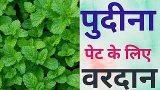 पुदीना के फायदे ,  Mint leaves benefits