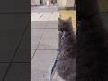 飼い主が声を出す前に気づいて駆け寄るお迎え猫が健気すぎた...#お迎え猫 #忠犬ハチ公 #忠猫