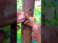 Amazing grafting technique🌳🌳#airlayering #ombur #grafting #bonsai #gardening #diy #craft