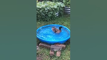 Duck Spinning to Geomoetry Dash Practice Mode song but IRL