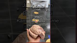human brain ?/human brain video brain