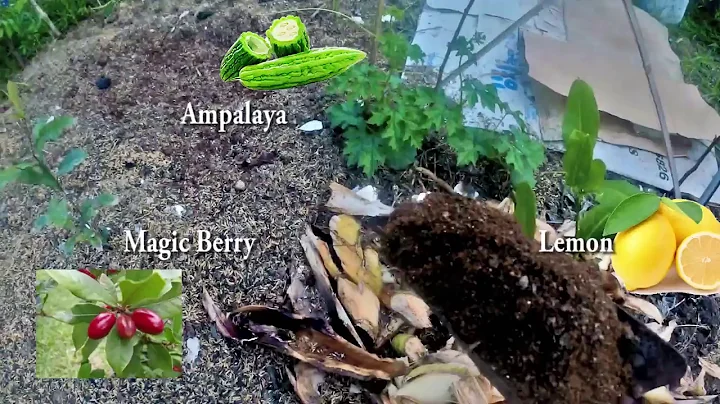 Guano / Bat Droppings / Organic Fertilzer